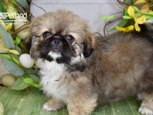 [#6196] Red Sable Male Pekingese Puppies For Sale