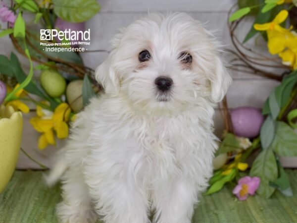 [#6201] Cream & White Female Maltipoo Puppies For Sale