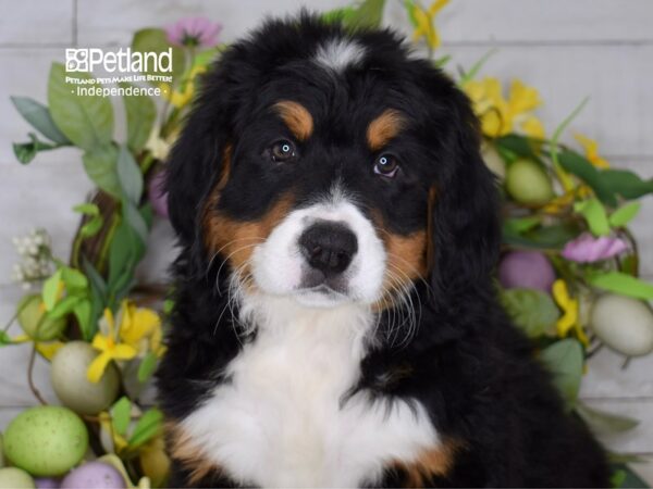 [#6204] Black, Rust, & White Female Bernese Mountain Dog Puppies For Sale