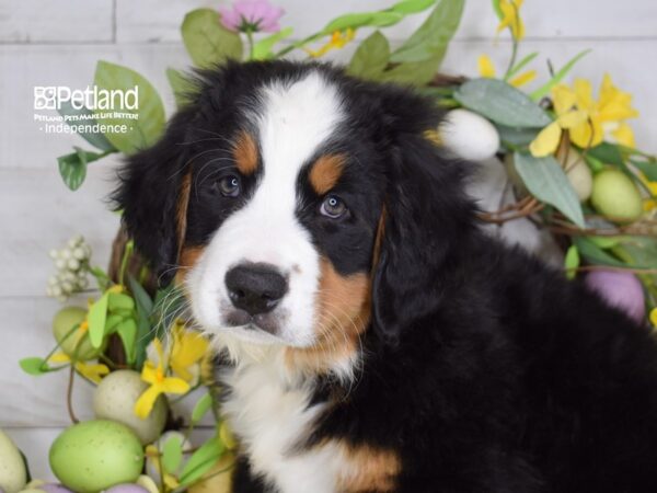 [#6203] Black, Rust, & White Male Bernese Mountain Dog Puppies For Sale