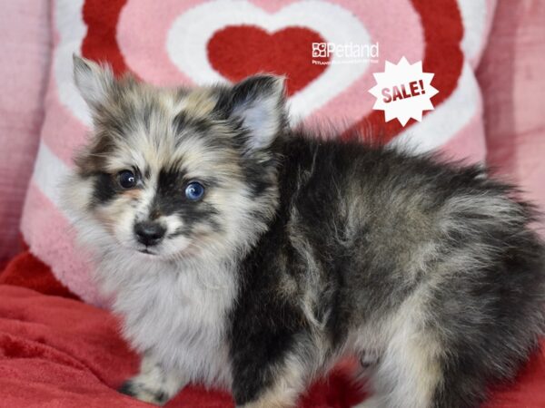 [#6112] Blue Merle Male Pomeranian Puppies For Sale
