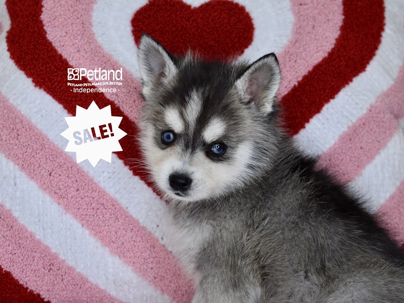 Petland puppies deals near me