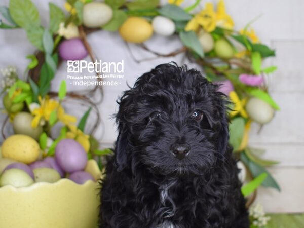 [#6217] Black Male Cavapoo Puppies For Sale