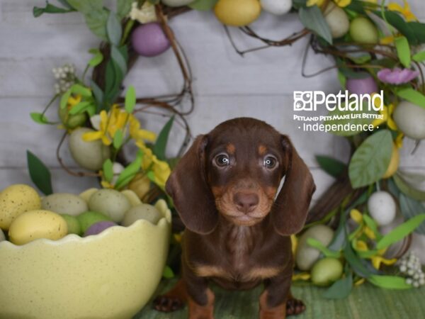 [#6216] Chocolate / Tan Male Dachshund Puppies For Sale