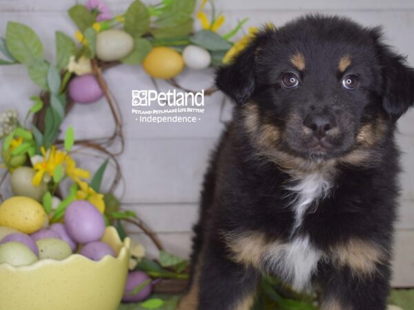 [#6211] Black & Tan Female Miniature Australian Shepherd Puppies For Sale