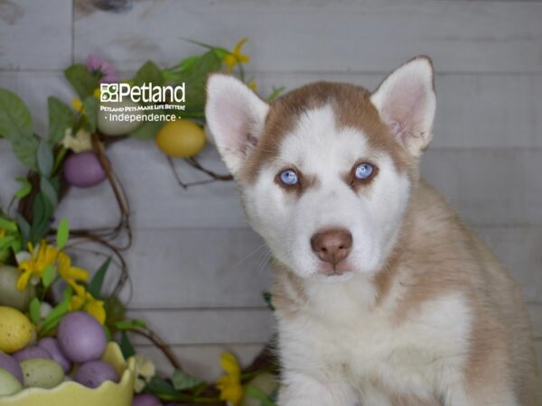 [#6210] Red & White Female Siberian Husky Puppies For Sale