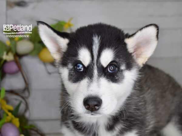 [#6209] Black & White Male Siberian Husky Puppies For Sale