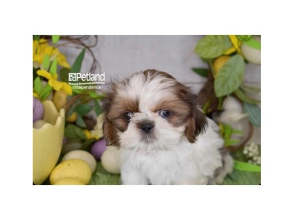 [#6214] Red & White Male Shih Tzu Puppies For Sale