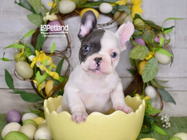 [#6225] Blue Piebald Male French Bulldog Puppies For Sale