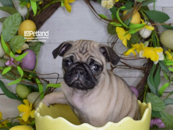 [#6231] Fawn Male Pug Puppies For Sale