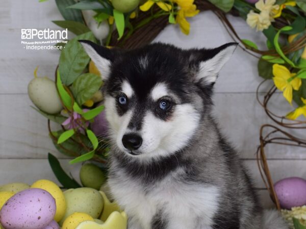 [#6239] Black & White Male Alaskan Klee Kai Puppies For Sale