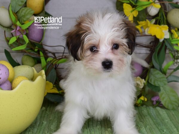[#6242] Sable & White Male Morkie Puppies For Sale