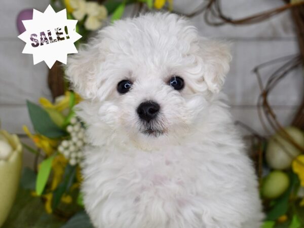 [#6188] White Male Bichon Frise Puppies For Sale