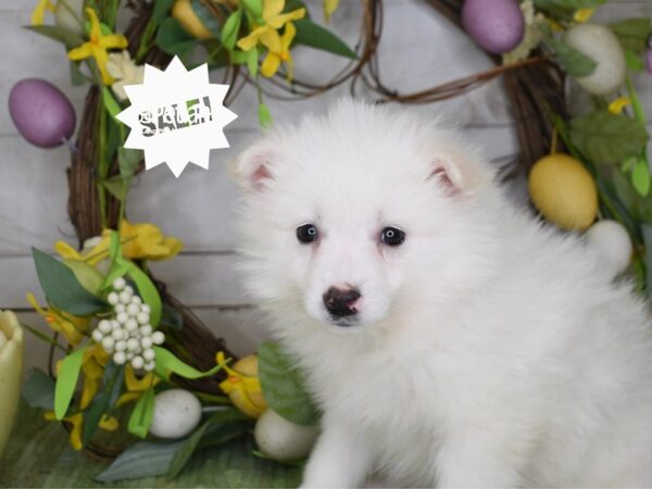 [#6179] White Male American Eskimo Puppies For Sale