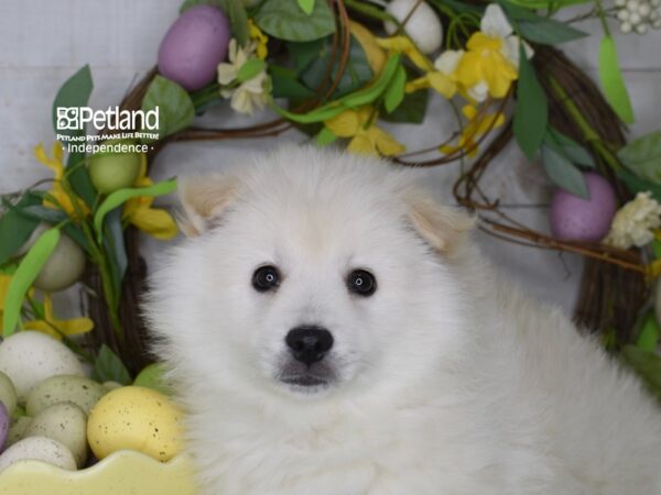 [#6244] White Male American Eskimo Puppies For Sale
