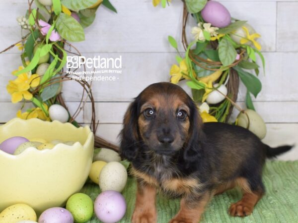 [#6248] Wild Boar, Long Haired Female Dachshund Puppies For Sale