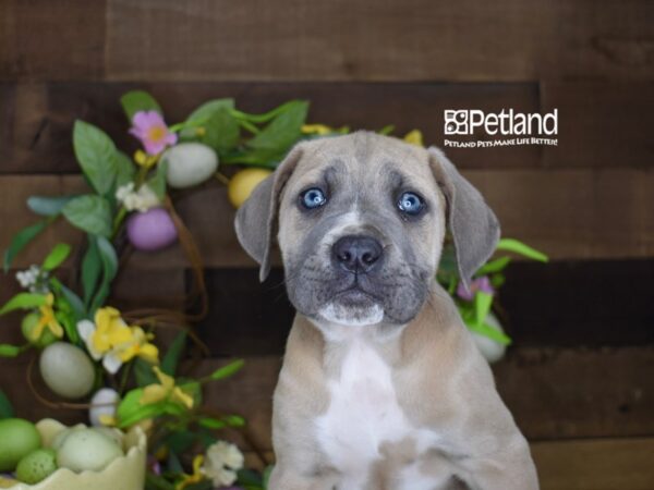 [#6252] Blue Fawn Male Cane Corso Puppies For Sale