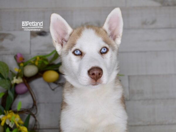 [#6230] Red & White Male Siberian Husky Puppies For Sale