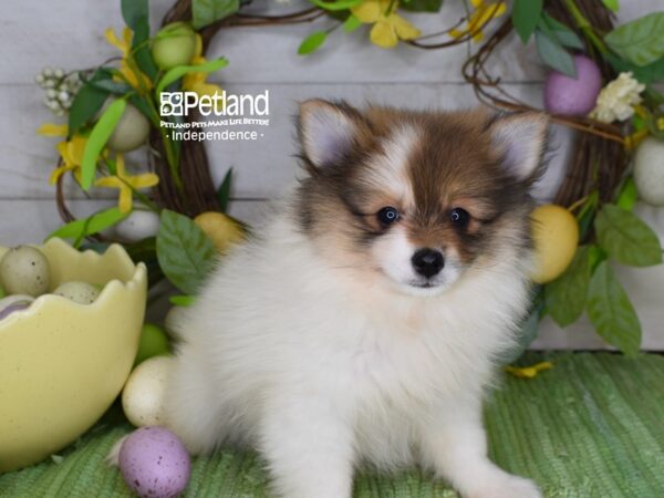 [#6251] Orange Sable Parti Female Pomeranian Puppies For Sale