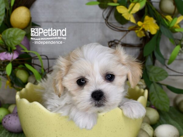[#6253] Cream & White Male Teddy Bear Puppies For Sale