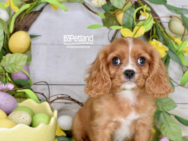 [#6256] Ruby Male Cavalier King Charles Spaniel Puppies For Sale