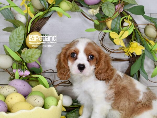 [#6255] Blenheim Male Cavalier King Charles Spaniel Puppies For Sale