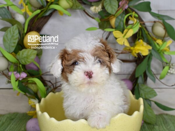 [#6257] Tan & White Female Poodle Puppies For Sale