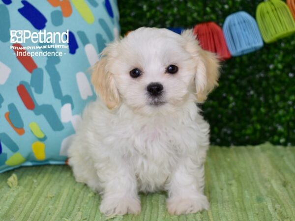 [#6259] Cream & White Male Teddy Bear Puppies For Sale