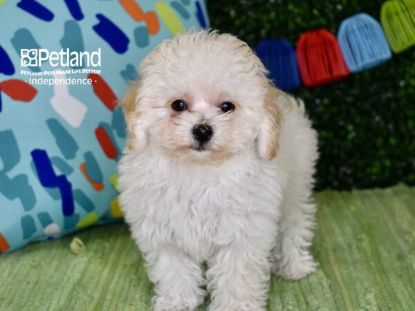 [#6260] Cream & White Female Bichon Poo Puppies For Sale