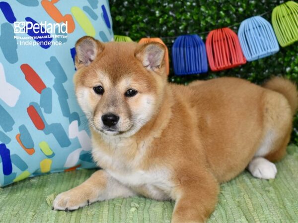 [#6261] Red Male Shiba Inu Puppies For Sale
