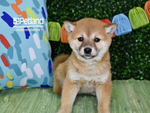[#6262] Red Female Shiba Inu Puppies For Sale