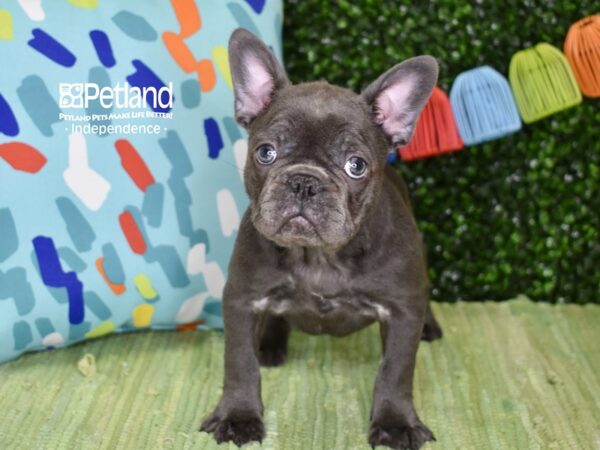 [#6266] Blue Female French Bulldog Puppies For Sale