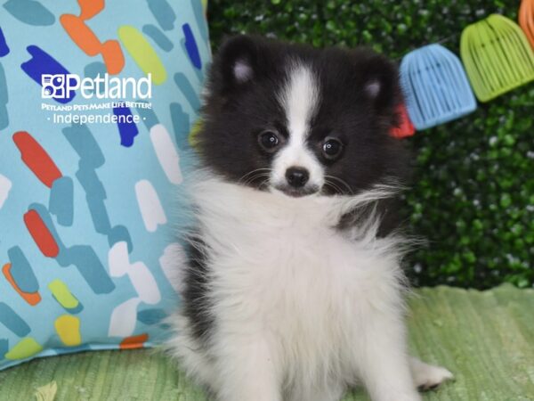 [#6267] Black & White Male Pomeranian Puppies For Sale