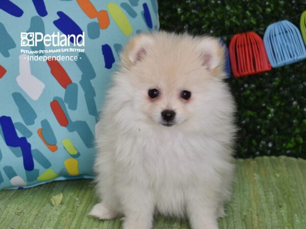 [#6268] Cream Female Pomeranian Puppies For Sale