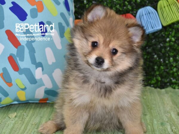 [#6269] Orange Sable Female Pomeranian Puppies For Sale