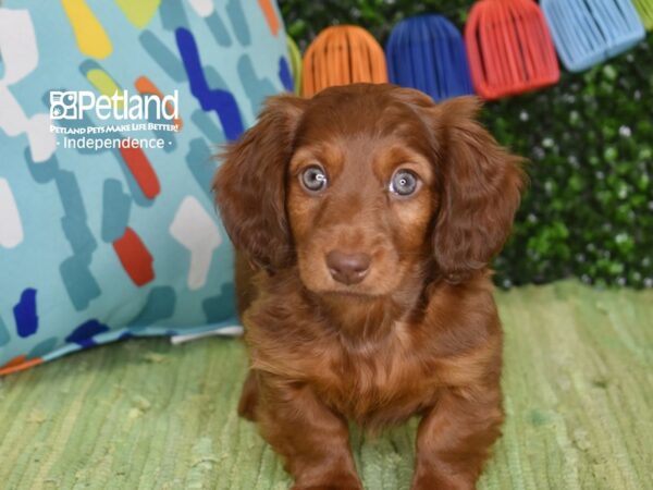 [#6283] Red, Long Haired Female Dachshund Puppies For Sale