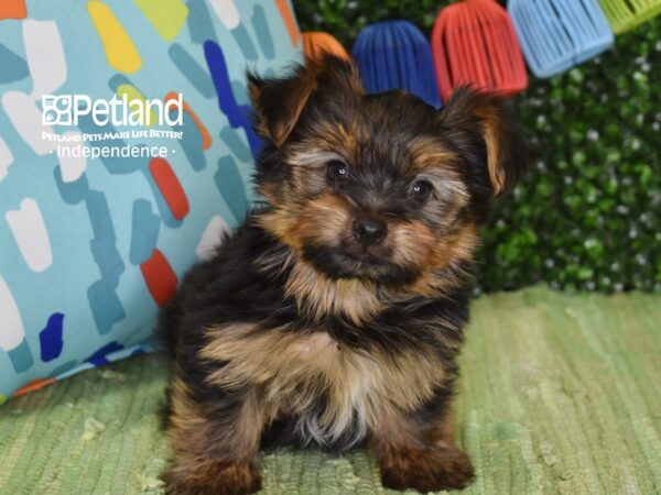 [#6279] Black / Tan Male Yorkshire Terrier Puppies For Sale