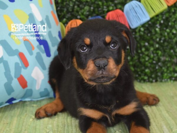 [#6278] Black / Rust Female Rottweiler Puppies For Sale