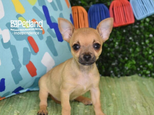 [#6277] Fawn Female Chihuahua Puppies For Sale