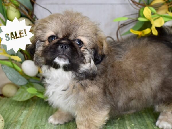 [#6196] Red Sable Male Pekingese Puppies For Sale