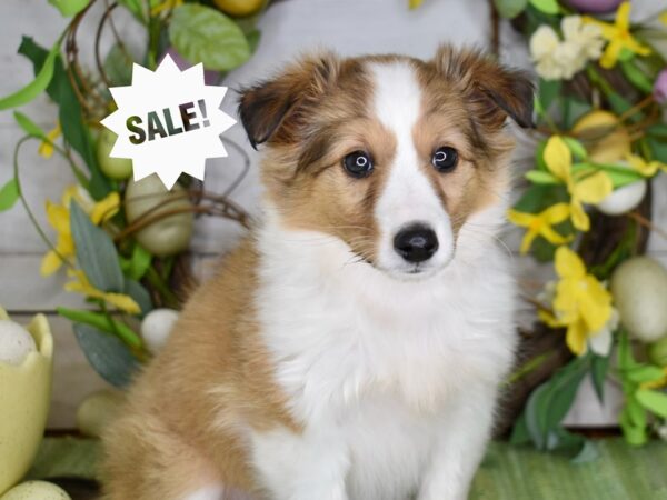[#6197] Sable / White Female Shetland Sheepdog Puppies For Sale