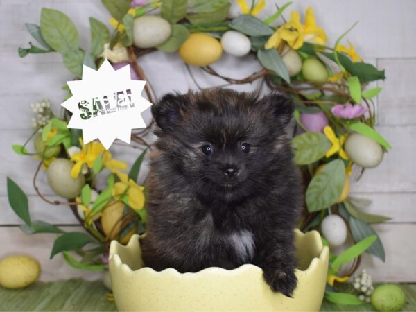 [#6208] Black Brindle Female Pomeranian Puppies For Sale