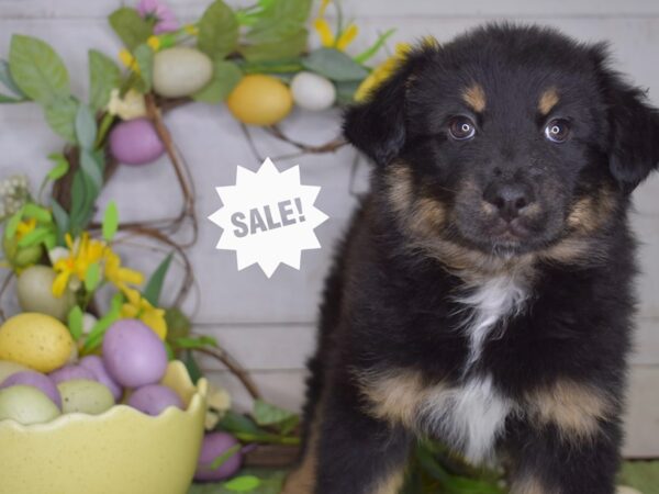 [#6211] Black & Tan Female Miniature Australian Shepherd Puppies For Sale