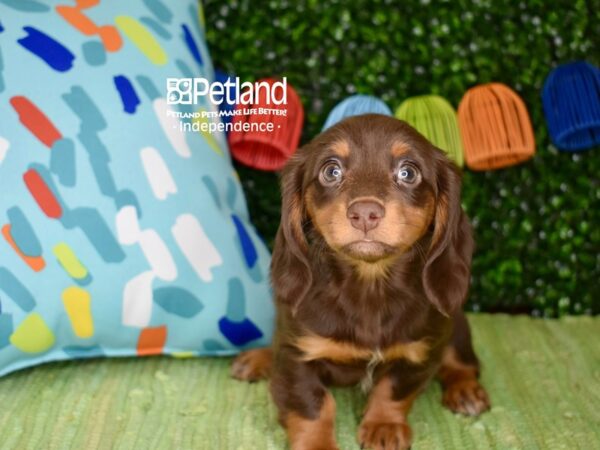 [#6291] Chocolate & Tan, Long Haired Female Dachshund Puppies For Sale