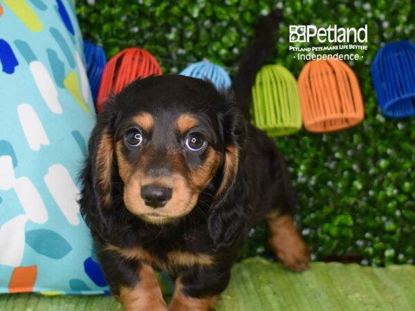 [#6290] Black & Tan, Long Haired Male Dachshund Puppies For Sale
