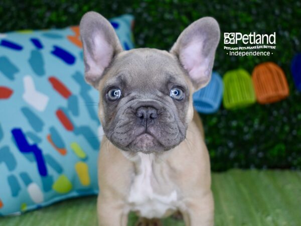 [#6286] Blue Fawn Male French Bulldog Puppies For Sale