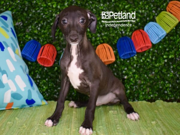 [#6284] Seal Male Italian Greyhound Puppies For Sale