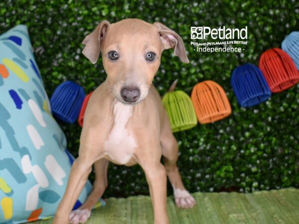 [#6285] Blue Female Italian Greyhound Puppies For Sale