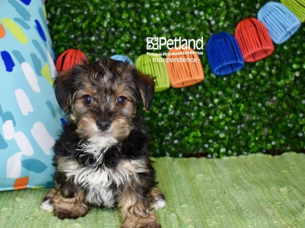 [#6296] Black & Tan Male Yorkiepoo Puppies For Sale