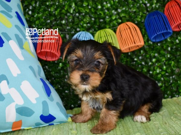 [#6295] Black & Tan Male Yorkiepoo Puppies For Sale